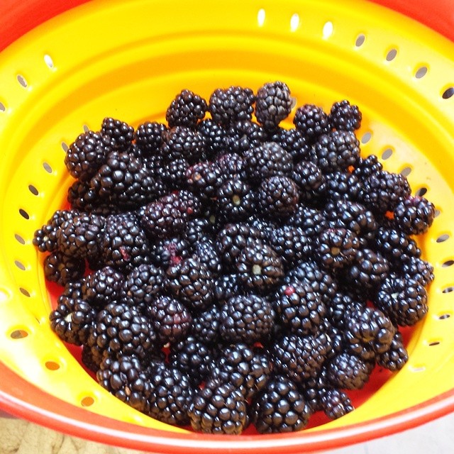 Our 2nd pound of blackberries that just decided to grow in our back ...